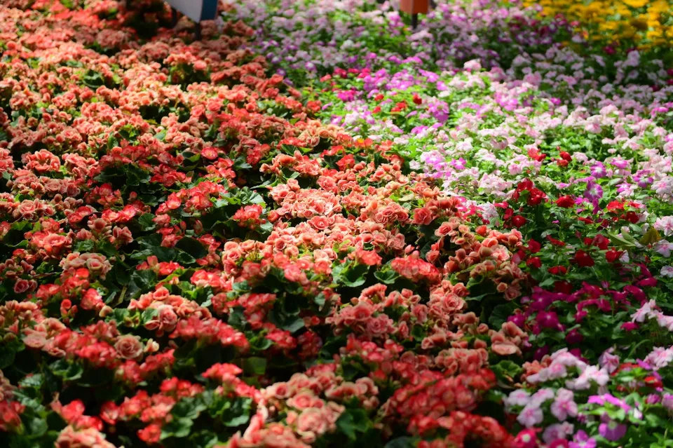 Ảnh bài viết Lịch Hoa Theo Mùa Việt Nam 2025 — Bảng Tra Cứu 12 Tháng Cho Florist