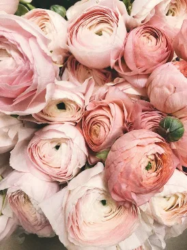 Lịch Hoa Theo Mùa Việt Nam 2025 — Bảng Tra Cứu 12 Tháng Cho Florist