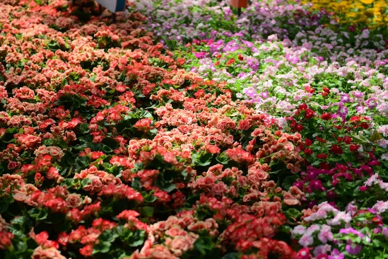 Lịch Hoa Theo Mùa Việt Nam 2025 — Bảng Tra Cứu 12 Tháng Cho Florist