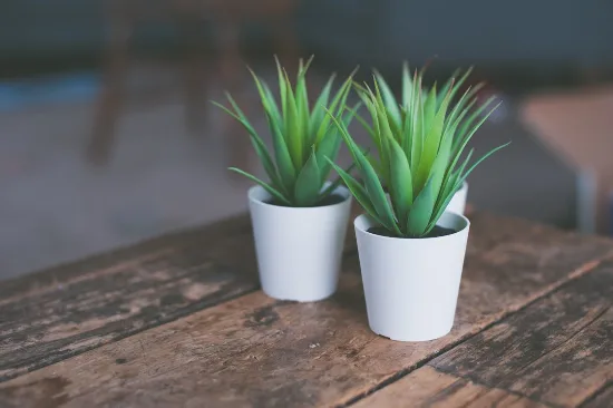 Lịch Hoa Theo Mùa Việt Nam 2025 — Bảng Tra Cứu 12 Tháng Cho Florist