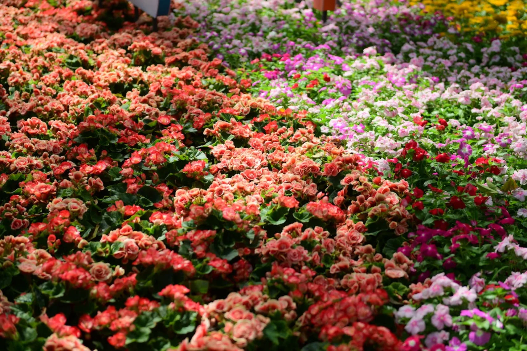 Lịch Hoa Theo Mùa Việt Nam 2025 — Bảng Tra Cứu 12 Tháng Cho Florist