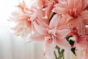 Cách Bảo Quản Hoa Tươi Lâu — Bảng Nhiệt Độ, Dung Dịch & Kỹ Thuật