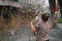 25 Loại Hoa Phổ Biến Ở Việt Nam: Ý Nghĩa, Mùa Nở & Giá Thị Trường 2025