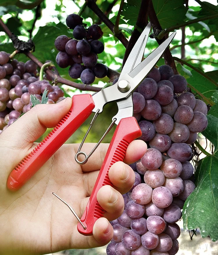 Bộ dụng cụ kéo và kìm cắt cành hoa, sơ chế hoa và làm vườn đa năng  ảnh 3