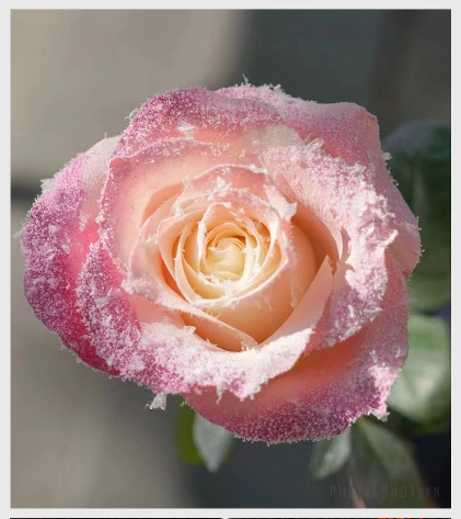 Kim tuyến dạng sợi mảnh trang trí hoa bông hoa hiệu ứng tuyết hũ 10gr ảnh 15