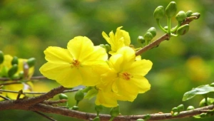 Đặc điểm và ý nghĩa của hoa mai vàng biểu tượng ngày tết Việt Nam