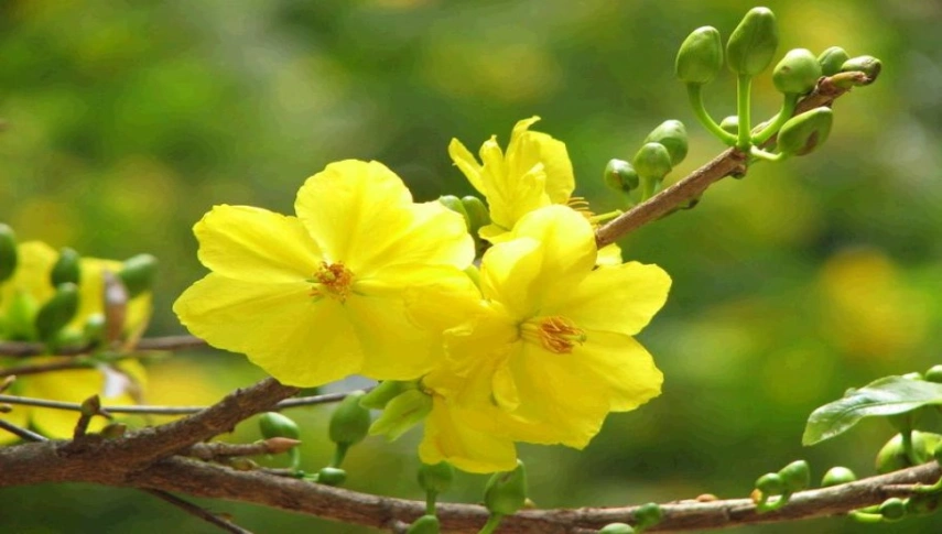 Đặc điểm và ý nghĩa của hoa mai vàng biểu tượng ngày tết Việt Nam