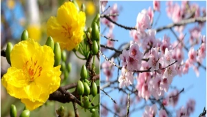 Tết Việt Nam: Những loại cây và hoa may mắn hàng đầu nên trưng bày