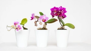 Hoa Phong Lan làm quà tặng ý nghĩa - cách lựa chọn và chăm sóc hoa lan tươi tốt