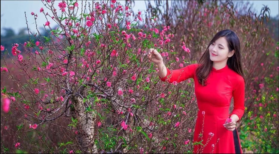 Ảnh bài viết Hoa đào mùa tết Việt - các địa điểm ngắm hoa anh đào đẹp nhất trong nước