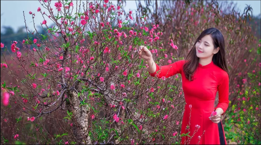 Hoa đào mùa tết Việt - các địa điểm ngắm hoa anh đào đẹp nhất trong nước