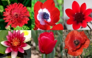 Ý nghĩa các loài hoa có màu đỏ
