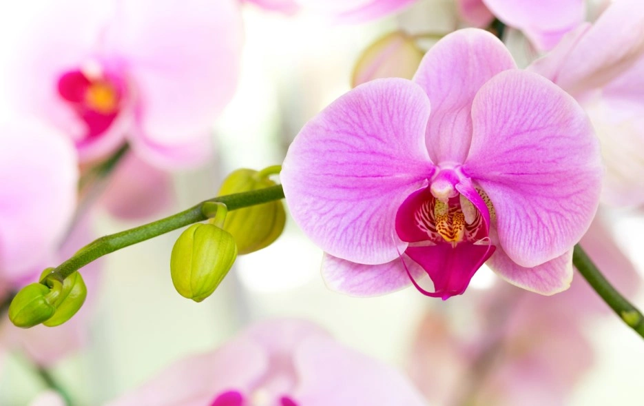 Ảnh bài viết Ý nghĩa hoa phong lan – những sự thật thú vị bên cạnh vẻ đẹp của nó