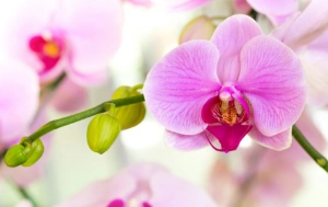 Ý nghĩa hoa phong lan – những sự thật thú vị bên cạnh vẻ đẹp của nó