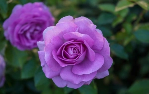 Lịch sử và ý nghĩa của hoa hồng oải hương