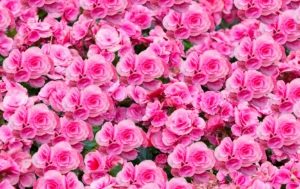 Ý nghĩa các loài hoa màu hồng