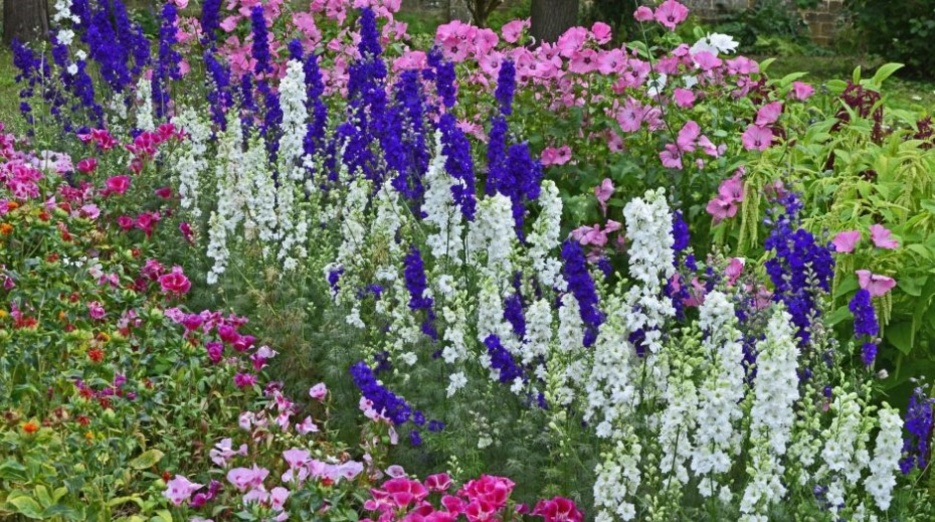 Những loài hoa nào thường được trồng trong tháng 7?
