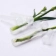 Ống nước chuyên dụng giữ hoa tươi lâu ( ống nước cắm Lan) ảnh 13