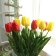 Hoa tulip giả nhiều màu ảnh 21